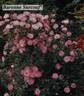 Baronne Surcouf rose photo