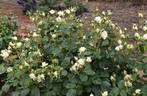 Swan ® rose photo