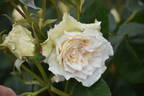Swan ® rose photo