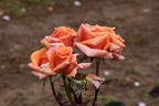 Copper Gem rose photo