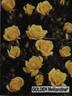 Rise 'n' Shine rose photo