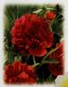Officinalis Rubra Plena peony photo