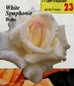 White Symphonie rose photo