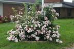 Perfume Breeze ™ rose photo