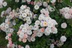 Perfume Breeze ™ rose photo