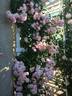 Perfume Breeze ™ rose photo