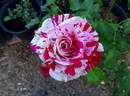 Neil Diamond rose photo