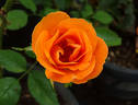 New Year ® rose photo
