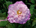 Nicole Carol Miller ™ rose photo