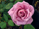 Nimbus rose photo