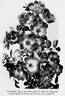 Hiawatha rose photo