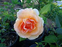 Norwich Castle rose photo