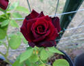 Obsession rose photo