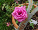 Odessa rose photo