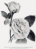 John Hopper rose photo