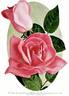 Killarney rose photo