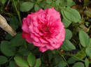 Paddy McGredy rose photo