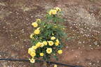 Moore's Yellow rose photo