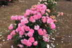 Bold Seduction rose photo