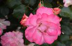Bold Seduction rose photo