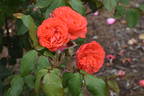 Scarlet Queen Elizabeth rose photo
