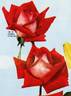 Isabel de Ortiz rose photo