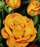 Amatsu-Otome rose photo