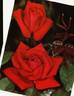 Karl Herbst rose photo