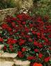 Europeana rose photo