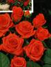 Orange Sensation ® rose photo