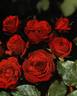 Ruth Leuwerick rose photo