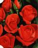 Spartan rose photo
