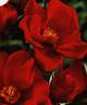 Red Favorite rose photo