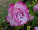Paradise Found ™ rose photo