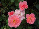 Passionate Kisses rose photo