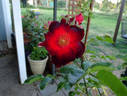 Paul Ecke, Jr. ™ rose photo