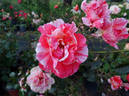 Paul Gauguin ® rose photo