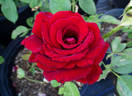 Peak Performance rose photo