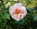 Pegasus rose photo