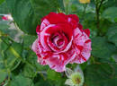Peppermint Twist rose photo