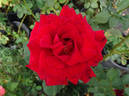 Perfectly Red ™ rose photo
