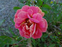 Persian Sunset ™ rose photo