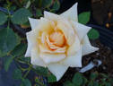 Polly rose photo