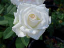 Pop Warner rose photo