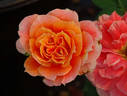 Pure Poetry ™ rose photo