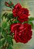 Étoile de France rose photo