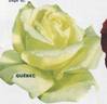 Québec rose photo