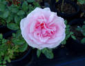 Radox Bouquet rose photo