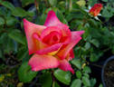 Rainbow Sorbet ™ rose photo