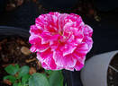 Raspberry Swirl rose photo